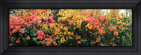 Framed Bougainvillea flowers in garden, St. John, US Virgin Islands Print