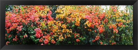 Framed Bougainvillea flowers in garden, St. John, US Virgin Islands Print