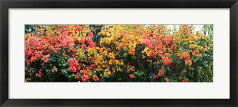 Framed Bougainvillea flowers in garden, St. John, US Virgin Islands Print