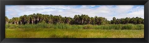 Framed Palm tree grove near Las Palmas Beach, Baja California Sur, Mexico Print