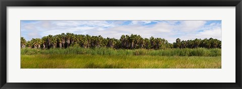 Framed Palm tree grove near Las Palmas Beach, Baja California Sur, Mexico Print