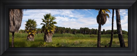 Framed Grove of Mexican fan palm trees near Las Palmas Beach, Todos Santos, Baja California Sur, Mexico Print