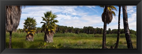 Framed Grove of Mexican fan palm trees near Las Palmas Beach, Todos Santos, Baja California Sur, Mexico Print
