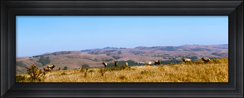 Framed Herd of Roosevelt elk (Cervus canadensis roosevelti) at Point Reyes National Seashore, Marin County, California, USA Print