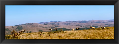 Framed Herd of Roosevelt elk (Cervus canadensis roosevelti) at Point Reyes National Seashore, Marin County, California, USA Print