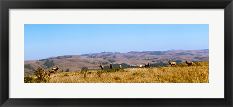 Framed Herd of Roosevelt elk (Cervus canadensis roosevelti) at Point Reyes National Seashore, Marin County, California, USA Print