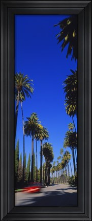 Framed Palm trees along a road, Beverly Hills, Los Angeles County, California, USA Print