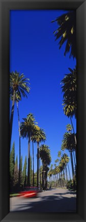 Framed Palm trees along a road, Beverly Hills, Los Angeles County, California, USA Print