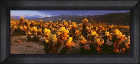 Framed Cholla cactus at sunset, Joshua Tree National Park, California Print