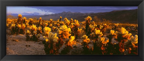 Framed Cholla cactus at sunset, Joshua Tree National Park, California Print