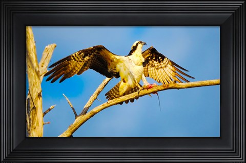 Framed Osprey (Pandion haliaetus) with spread wings perching on a branch Print
