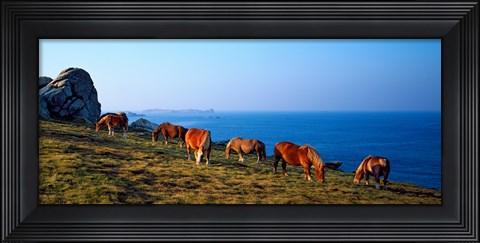 Framed Celtic horses grazing at a coast, Finistere, Brittany, France Print