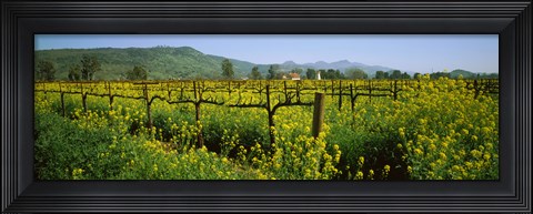 Framed Wild mustard in a vineyard, Napa Valley, California Print