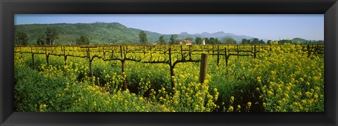 Framed Wild mustard in a vineyard, Napa Valley, California Print