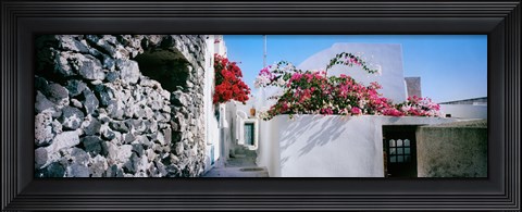 Framed Flowers on rooftop of a house, Santorini, Greece Print