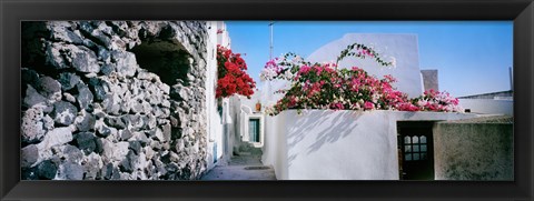 Framed Flowers on rooftop of a house, Santorini, Greece Print