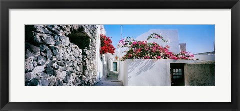 Framed Flowers on rooftop of a house, Santorini, Greece Print
