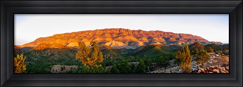 Framed Trees on a hill, Flinders Ranges, Hawker, South Australia, Australia Print