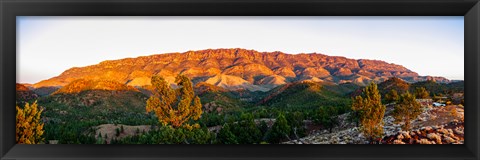 Framed Trees on a hill, Flinders Ranges, Hawker, South Australia, Australia Print