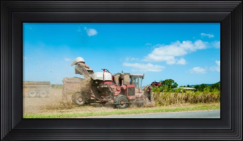 Framed Sugar Cane being harvested, Lower Daintree, Queensland, Australia Print