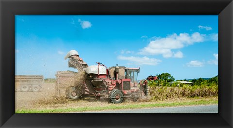 Framed Sugar Cane being harvested, Lower Daintree, Queensland, Australia Print