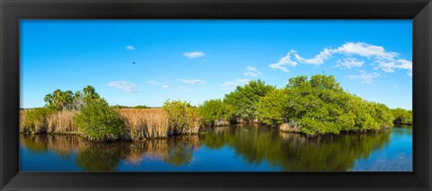 Framed Reflection of trees in a lake, Big Cypress Swamp National Preserve, Florida, USA Print