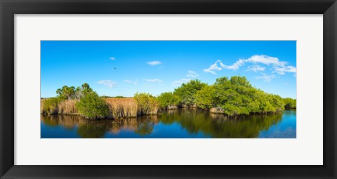 Framed Reflection of trees in a lake, Big Cypress Swamp National Preserve, Florida, USA Print