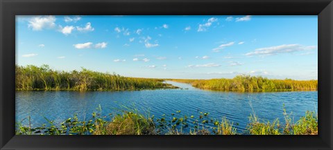 Framed Reed at riverside, Big Cypress Swamp National Preserve, Florida, USA Print