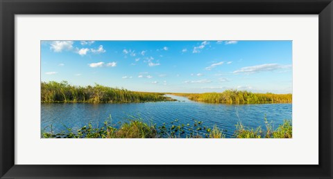 Framed Reed at riverside, Big Cypress Swamp National Preserve, Florida, USA Print