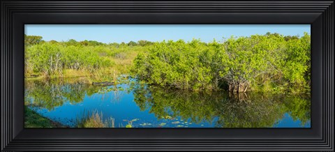 Framed Reflection of trees in a lake, Everglades National Park, Florida Print