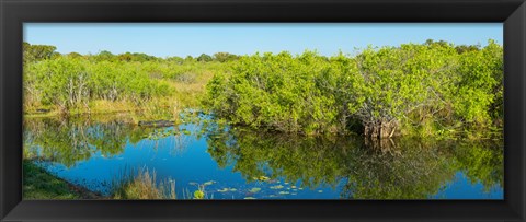 Framed Reflection of trees in a lake, Everglades National Park, Florida Print