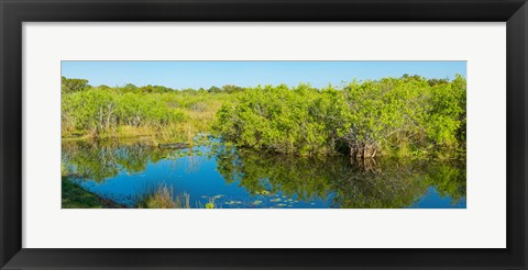 Framed Reflection of trees in a lake, Everglades National Park, Florida Print