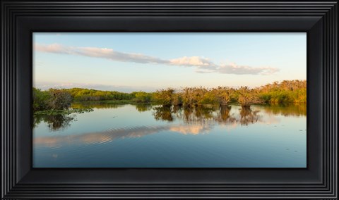 Framed Anhinga Trail, Everglades National Park, Florida Print
