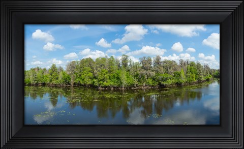Framed Reflection of trees in the river, Hillsborough River, Lettuce Lake Park, Hillsborough County, Florida, USA Print