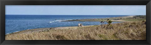 Framed Grass on the beach, Havana, Cuba Print