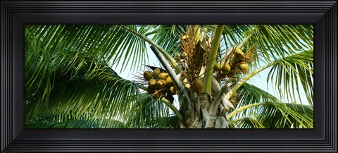 Framed Coconuts on a palm tree, Varadero, Matanzas Province, Cuba Print