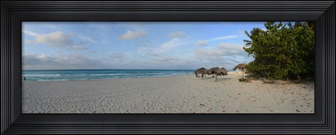 Framed Sunshades on the beach, Varadero, Matanzas Province, Cuba Print