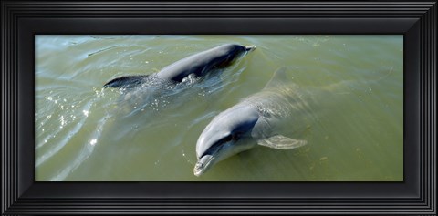 Framed Dolphins in the sea, Varadero, Matanzas Province, Cuba Print