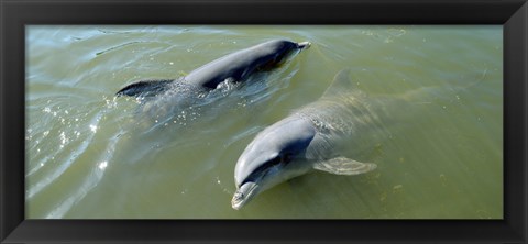 Framed Dolphins in the sea, Varadero, Matanzas Province, Cuba Print