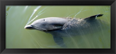 Framed Dolphin swimming in the sea, Varadero, Matanzas Province, Cuba Print