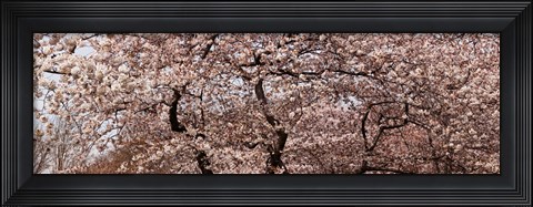 Framed Cherry Blossom trees in Potomac Park at the Tidal Basin, Washington DC, USA Print