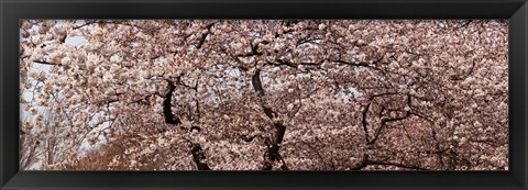 Framed Cherry Blossom trees in Potomac Park at the Tidal Basin, Washington DC, USA Print