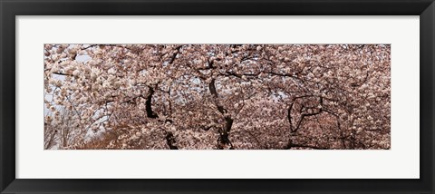 Framed Cherry Blossom trees in Potomac Park at the Tidal Basin, Washington DC, USA Print