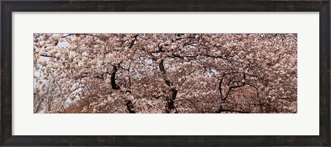 Framed Cherry Blossom trees in Potomac Park at the Tidal Basin, Washington DC, USA Print