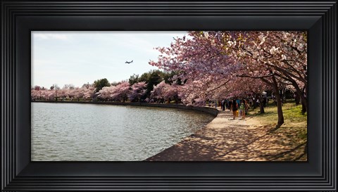 Framed Cherry Blossom trees at Tidal Basin, Washington DC, USA Print