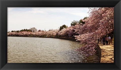 Framed Tidal Basin, Washington DC Print