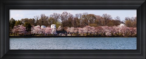Framed Cherry Blossom trees near Martin Luther King Jr. National Memorial, Washington DC Print