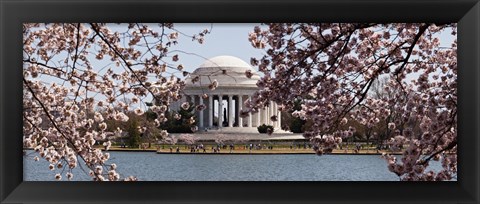 Framed Cherry Blossom trees in the Tidal Basin with the Jefferson Memorial in the background, Washington DC Print