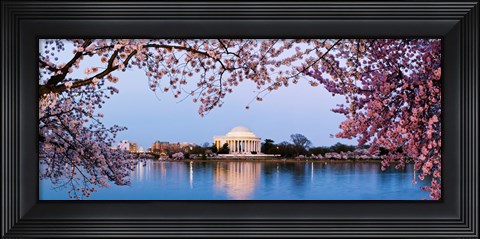 Framed Cherry Blossom tree with a memorial in the background, Jefferson Memorial, Washington DC, USA Print