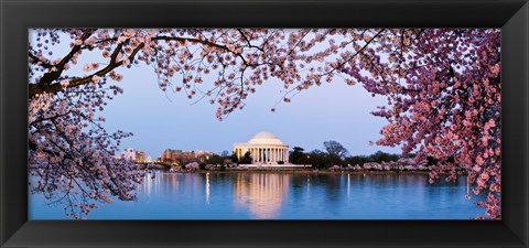 Framed Cherry Blossom tree with a memorial in the background, Jefferson Memorial, Washington DC, USA Print